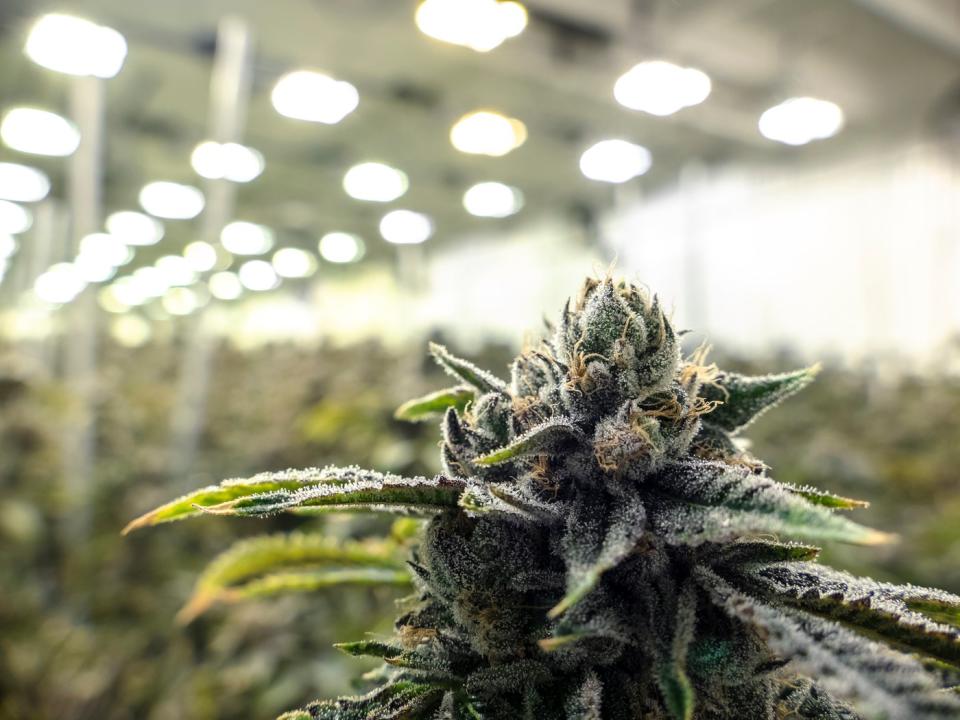 A close-up view of a flowering cannabis plant on a large indoor grow farm.