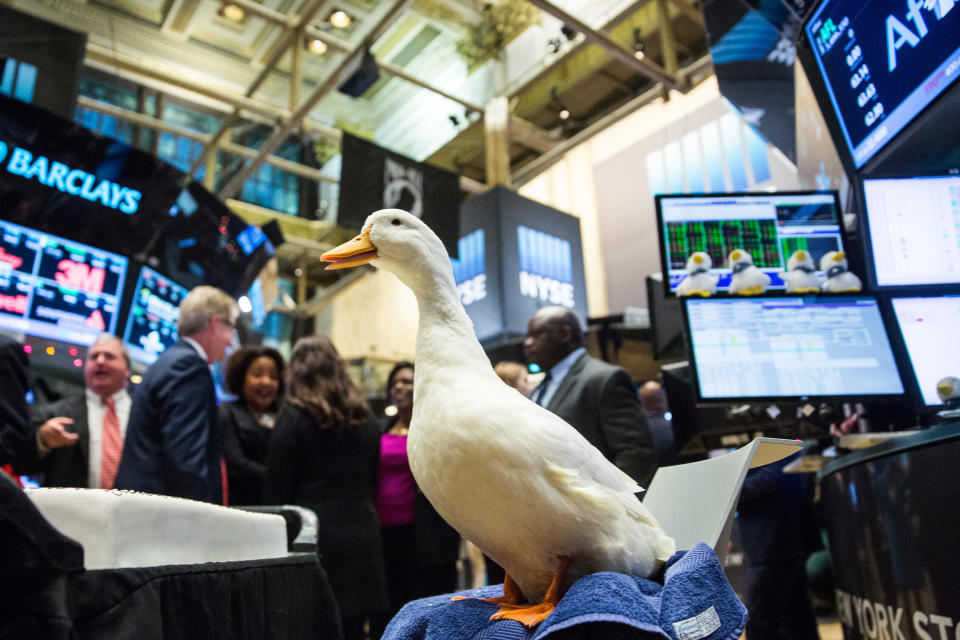 NEW YORK, NY - DECEMBER 04: The Aflac duck visits the floor of the New York Stock Exchange after Aflac executives rang the closing bell during the afternoon of December 4, 2015 in New York City.  The market closed up more than 370 points on the positive jobs report data.  (Photo by Andrew Burton/Getty Images)