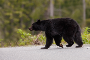 black bear