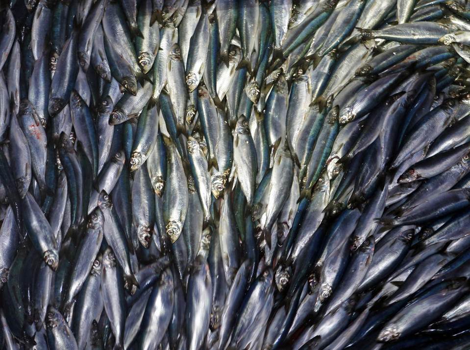 FILE-In this Wednesday, July 8, 2015, file photo, herring is unloaded from a fishing boat in Rockland, Maine.  Anglers seeking one of the East Coast's most important baitfish will likely see a dramatic reduction in the amount they can harvest next year.  Commercial herring fishing is an important industry in the Atlantic states, where the minnows are important as lobster bait and also for human consumption.  (AP Photo/Robert F. Bukaty, File)